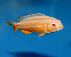 🌟 Albino Auratus (Melanochromis auratus) 2.5" – Rare Albino Mbuna from Lake Malawi