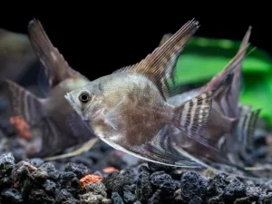3 Pack Smokey Angel Quarter+ Body Healthy Live Angel Fish