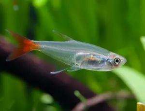 3 Pack Glass Bloodfin Tetra ( Pionobrama filigera) – Must have Tetra for the "fin"atic!