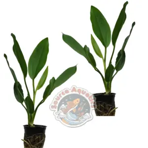 2 Healthy Radican Swords approx. 8 - 9" Tall Live Aquarium Plants