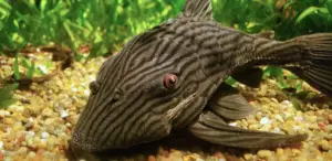 👑 Xingu Royal Pleco 3" (L27) – Majestic & Powerful Pleco