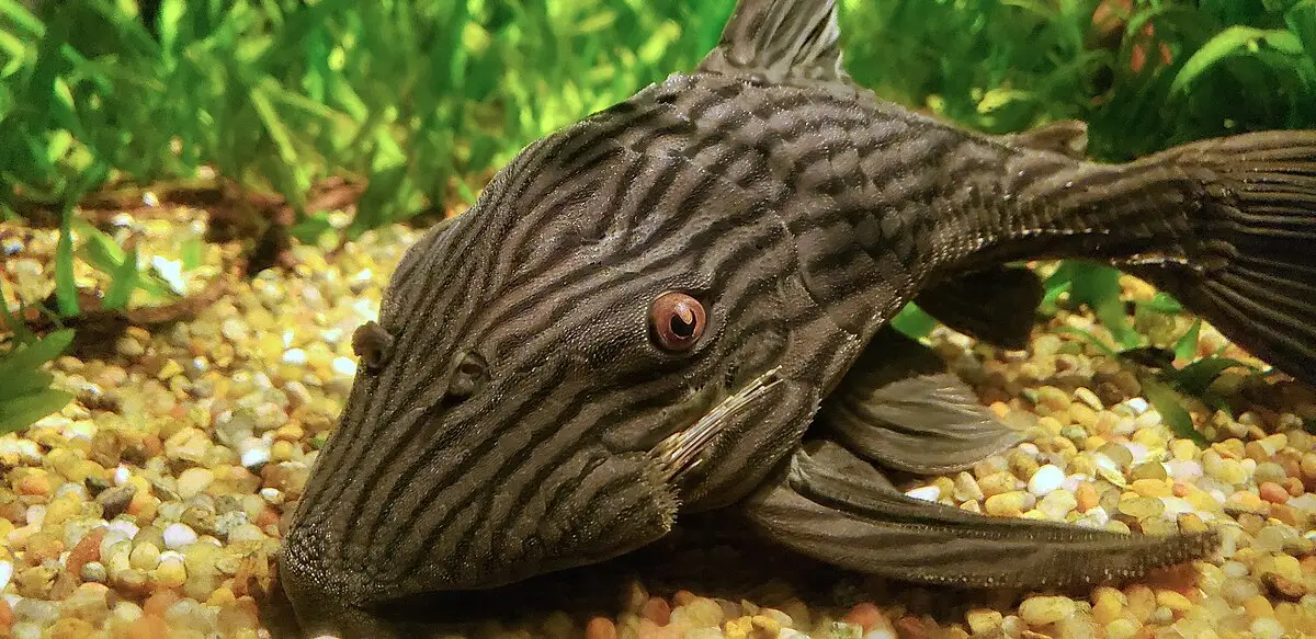 👑 Xingu Royal Pleco 3" (L27) – Majestic & Powerful Pleco