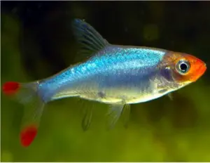 Asian Rummy Nose Rasbora Striking Nano Fish