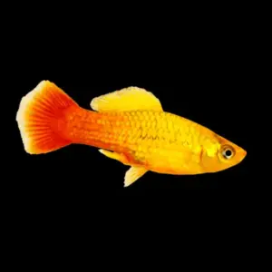 5 Pack Parrot Platy – Colorful, Hardy, and Full of Personality!