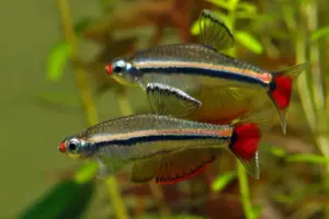 ❄️ Vietnamese White Cloud Danio (Tanichthys micagemmae) – Active & Hardy Schooling Fish