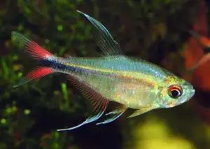 🔥 Phoenix Tetra Small-Med (Hyphessobrycon eques “Phoenix”) – Lively, Colorful & Peaceful Community Gem