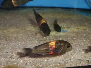 ❤️ Red Saddle Tropheus Cichlid 2" – Rare Tanganyikan Herbivore