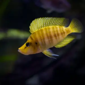 🧡 Altolamprologus Mandarin Compressiceps 1" -1.5" – Rare Tanganyikan Predator Cichlid