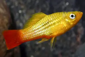 5 Marigold Platys - Freshwater Aquarium Platy Fish!