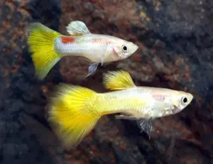 3 Citrus Yellow Guppy MALES -Awesome Fun 🌿 Live Fish