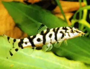 Pakistani Loach 2" - Freshwater Live Fish FAST SHIP
