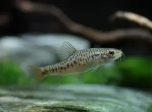 🌾 Yunnanilus brevis Loach – Rare, Peaceful & Perfect for Planted or Nano Aquariums