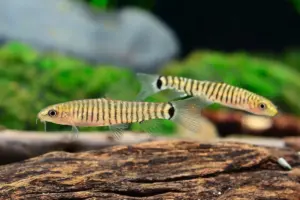 🌀 Dwarf Hovering Loach (Micronemacheilus cruciatus) – Tiny, Peaceful, & Endlessly Active