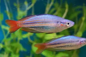 🌈 2x Western Rainbowfish (Melanotaenia australis) – Hardy & Colorful Schooling Fish 🐟