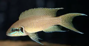 Swallow Brichard 2" African Cichlid Tanganyika