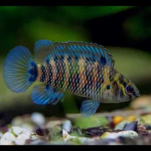 2 Indian Neon Blue Badis (Pair) beautiful Live Fish Freshwater Aquarium
