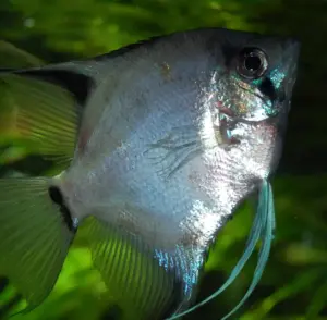 3 Blushing Blue Angels Size Medium