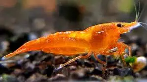 🍊 Orange Sunkist Shrimp (Neocaridina davidi “Sunkist”) – Bright, Active & Easy to Keep