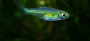💚 5 Neon Green Rasbora (Microdevario kubotai) – Bright, Peaceful & Perfect for Planted Tanks