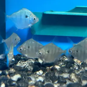 Tiger Silver Dollar 1" -1.5" Live Fish great in schools : Characin