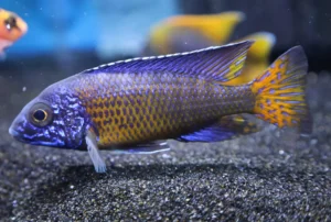 🔥 Flametail Ngara Peacock 2" (Aulonocara “Ngara”) – Vibrant African Peacock Cichlid
