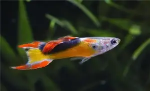 3 Golden Jet Lyretail Endler Guppy MALES -Awesome Fun 🌿 Live Fish
