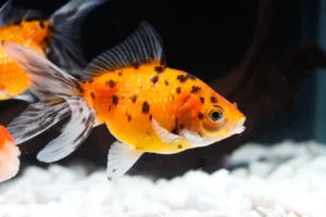 3x (2"-3"+) Assorted Pearl Scale Fantail CUTE Goldfish Healthy Live Fish