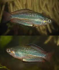 🌈 2 Kali Jakora Rainbowfish (Melanotaenia sp. “Kali Jakora”) – Rare High-Contrast Papua Rainbow 🐟