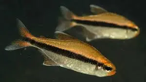 🍫✨ Chocolate Neon Tetra (Hyphessobrycon vilmae) – Rare & Stunning Tetra