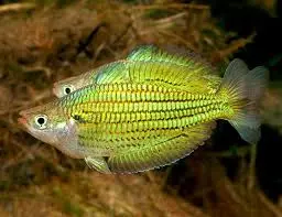 🌈 2 Sexlineata Tabubil Rainbowfish (Melanotaenia sexlineata “Tabubil”) – Six-Line Golden Papua Rainbow