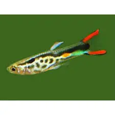 5 Green Snake Endler Guppy MALES -Awesome Fun 🌿 Live Fish