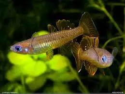 🌈 2 Delicate Blue Eye Rainbowfish (Pseudomugil delicatus) – Sparkling Nano Jewel with Sapphire Eyes 💎