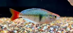 2 Kali Tawa Rainbowfish Small (Melanotaenia Sp. Kali Tawa) – Hardy & Colorful Schooling Fish 🐟