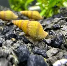 Gold Assassin Snails (5-Pack Small) Live Freshwater Algae Eaters Tank Cleaners
