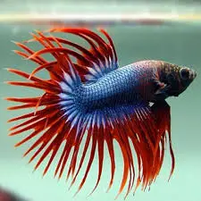 Thai Crown tail Male Betta Lrg- Random Pick -Healthy Active Betta Live Fish for Aquarium