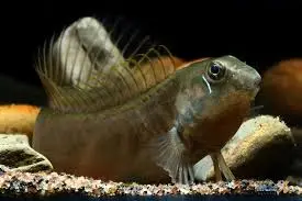 🌊 Gossamer Blenny – Graceful & Unique Freshwater Beauty!