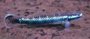 💎 2 Blue Neon Stiphodon Goby Small (Stiphodon atropurpureus) – Peaceful, Algae-Grazing Gem