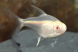 🍋 6 Albino Lemon Tetra Med. (Hyphessobrycon pulchripinnis – Albino Morph) – Peaceful Schooling Fish