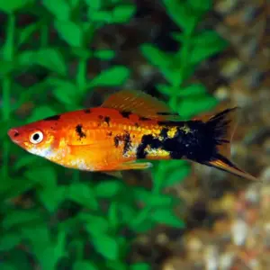 5 Berlin Swordtail Med. Mixed Genders Freshwater Live Tropical Aquarium Fish Live Fish