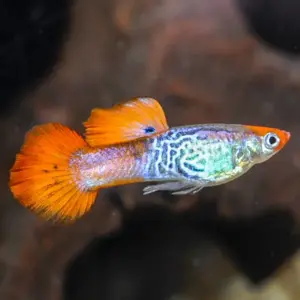 3 Red Snakeskin MALE Guppies, Live Fish. Healthy Active Beautiful Guppy