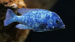 🌌 Phenochilus Tanzania Star Sapphire 2-2.5" (Placidochromis phenochilus) – Rare Jewel of Lake Malawi