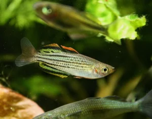 🌈 2 Sahul “Moa Island” Rainbowfish (Melanotaenia sp. “Sahul Moa”) – Rare Island-Origin Papua Rainbow