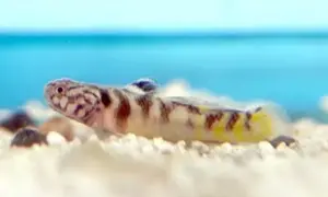 💛 Yellow Stripe Goby 1.5" (Mugilogobius parvus) – Unique Freshwater Goby