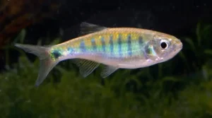 💙 2 Blue Hillstream Trout (Opsarius bernatziki) – Sleek, Fast & Striking Stream Dweller