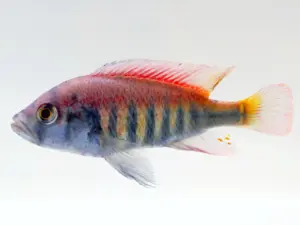 🌈 5 Pack Mixed Victorian Cichlids 1.5" (Pundamilia sp.) – Colorful & Active African Cichlids