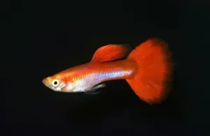 3 Rainbow MALE Guppies, Live Fish. Healthy Active Beautiful Guppy