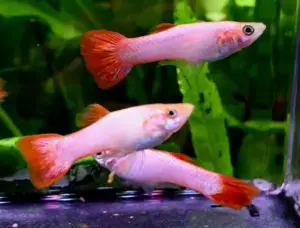 6 Pink Tail Guppy MALES - New to the Hobby! 🌿 Live Fish