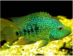 💚 6" Green Texas Cichlid (Herichthys carpintis) – Bold & Colorful American Cichlid