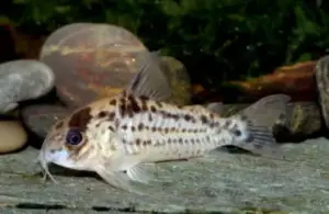 🌟 3 Corydoras evelynae SMALL – Rare & Peaceful Schooling Catfish
