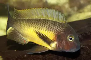 🌈 Tropheus linangu “Yellow Rainbow” 3.5" – Rare & Vibrant Tanganyikan Cichlid